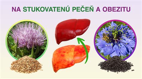Infografika vysvetľujúca mechanizmus účinku silymarínu na pečeň