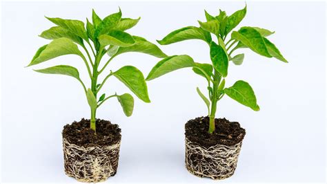 zdravé priesady papriky s koreňovým balom