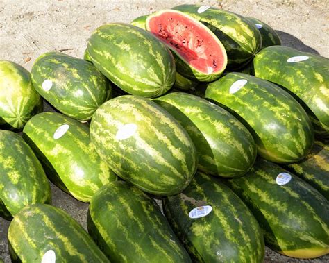 zrelý vodný melón s označenou žltou škvrnou