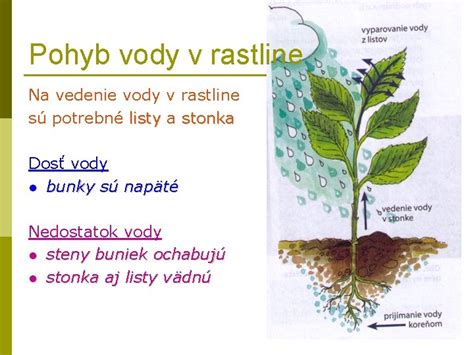 schematické znázornenie rastliny petúnie s označením hlavných častí ako sú korene, stonka, listy a kvety
