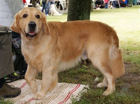 Pes zlatý retríver s typickým zlatým sfarbením srsti a priateľským výrazom.