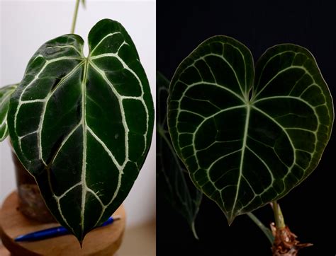 Koláž fotiek rôznych listov Anthurium crystallinum, clarinervium a warocqueanum
