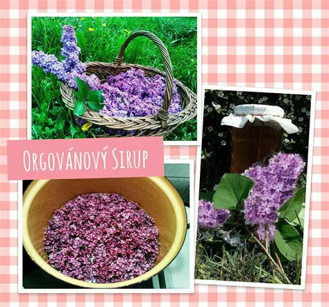 Detailná fotografia vodného hyacintu s jeho charakteristickými listami a kvetmi