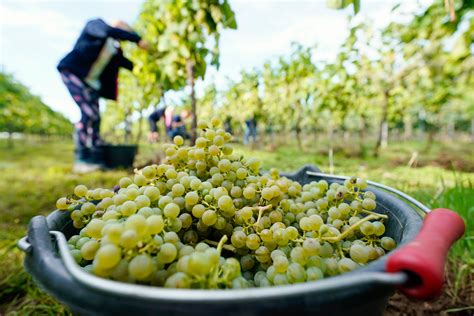 Ilustračná fotografia viniča v záhrade, naznačujúca potrebu zálievky.