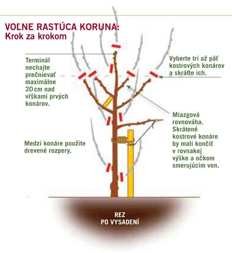 Ilustrácia správneho rezu ovocného stromu