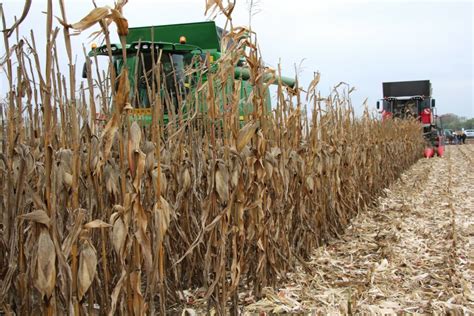 zrelé klasy kukurice pripravené na zber
