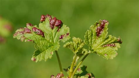 Foto: Listy ríbezlí poškodené voškou ríbezľovou (červené pľuzgiere)