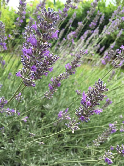 Ilustrácia rastliny levandule s detailom kvetov a listov