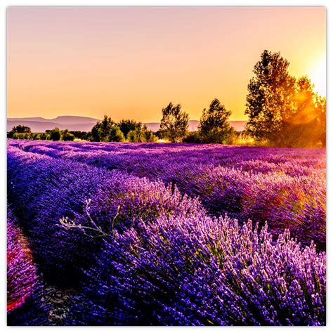 Fotografia levanduľového poľa na Slovensku