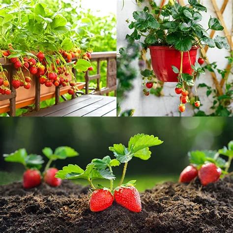 jahody rastúce v závesnom kvetináči na balkóne