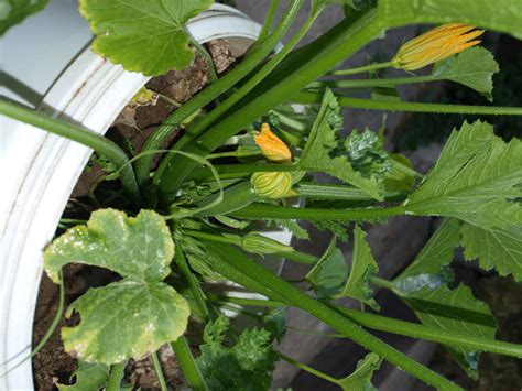 cuketa v črepníku na balkóne