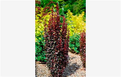 fotografia Dráča Thunbergov 'Red Rocket' vysadeného ako solitér v záhrade