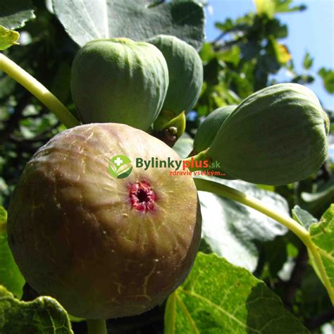 Ilustračná fotografia plodov figovníka ´Brown Turkey´