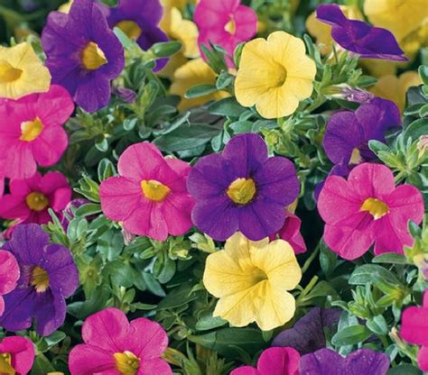 schéma správneho rezu a zahustenia calibrachoa