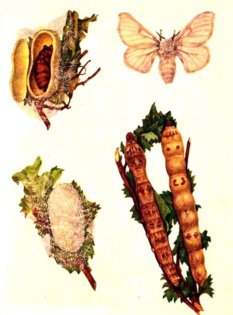 Historická ilustrácia chovu priadky morušovej