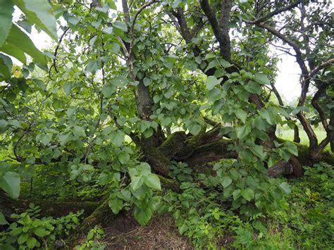 Starý strom moruše v okolí Trnavy