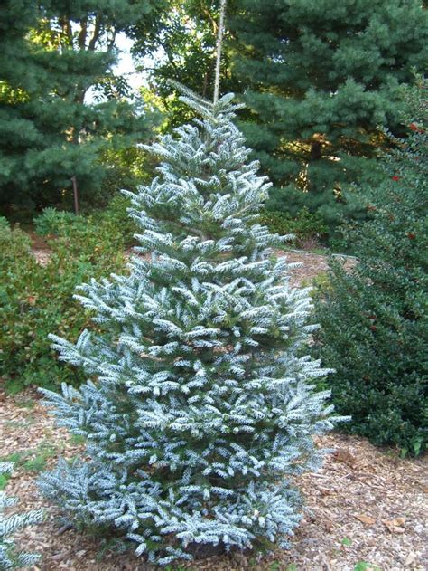 Detail ihličia Abies koreana 'Horstmann Silberlocke' s viditeľným strieborným rubom