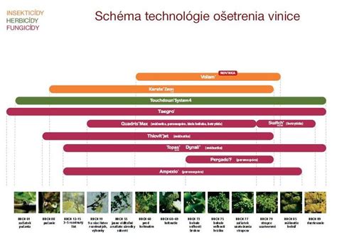 vizuálna schéma ochrany viniča pred chorobami a škodcami v máji