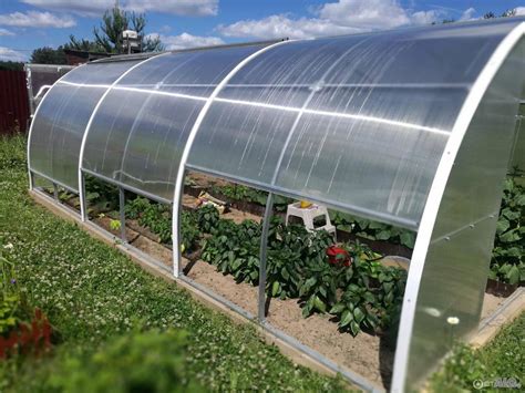 skleník s vysadenými paprikami