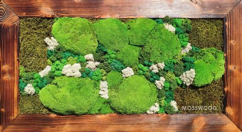 Ukážka záhrady s rôznymi druhmi svíbu, zdôrazňujúca ich dekoratívnosť počas všetkých ročných období.