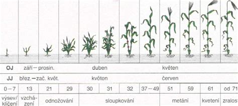 Schéma znázorňujúca optimálne rastové fázy kukurice a burín pre aplikáciu postemergentných herbicídov