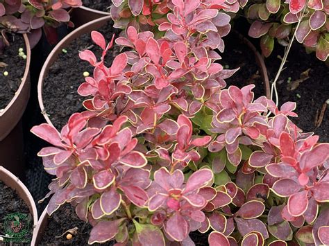 Detail listov červeného dráča Thunbergovho