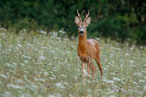 maternina dúška rastúca na lúke