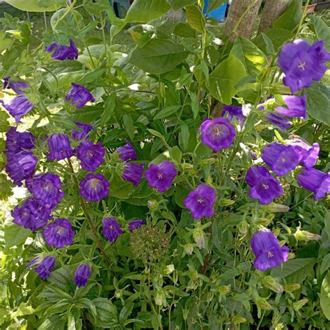 Tematické foto: rozkvitnuté zvončeky Campanula v záhrade