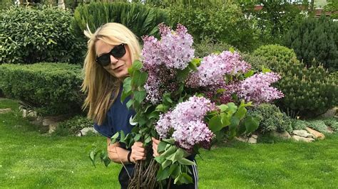 Ilustračné foto rôznych odrôd sirôtok s pestrofarebnými kvetmi