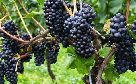 Hrozno odrody Rulandské modré na viniči