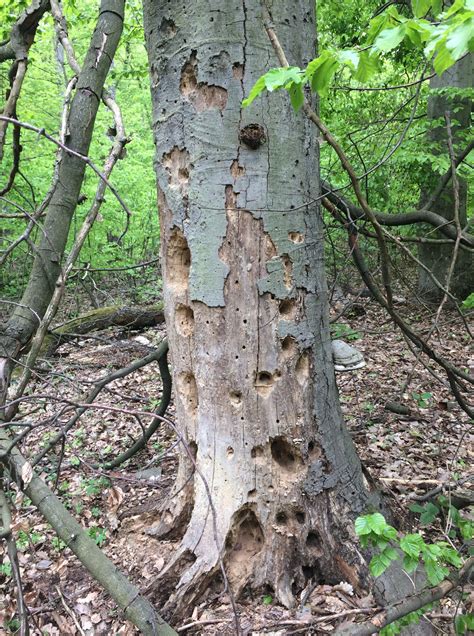 Detailná fotografia mŕtveho dreva v lese, zarasteného machom a hubami, demonštrujúca jeho ekologickú úlohu
