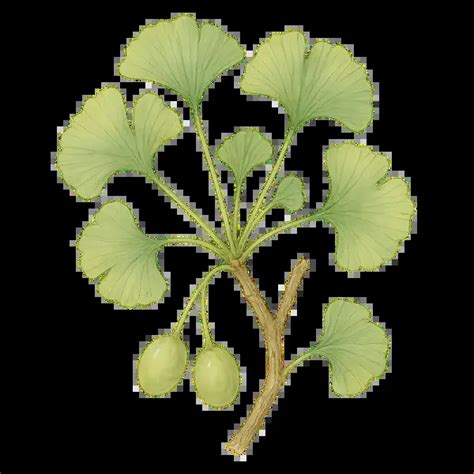 Ilustrácia listu Ginkgo Biloba
