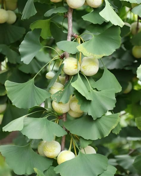 Ilustrácia listov Ginkgo Biloba