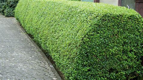 Ilustrácia lichobežníkového tvaru živého plota