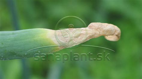 Ilustrácia správneho stavu listov a kvetnej stonky cesnaku pri zbere