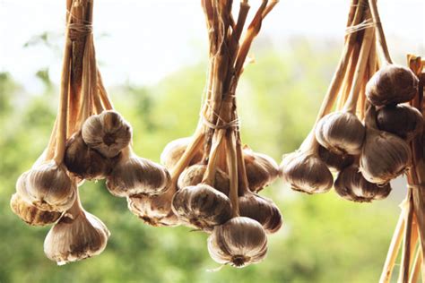 Zväzky cesnaku pripravené na sušenie