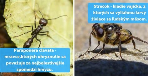 Ilustrácia rôznych druhov hmyzu, ktoré môžu napadnúť domácnosť alebo záhradu