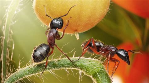 Obrázok mravcov na kuchynskej linke, ako príklad problému s lezúcim hmyzom