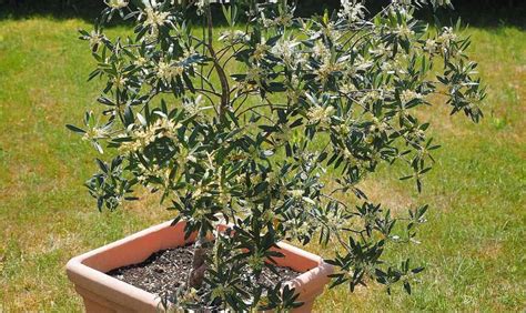 Schéma: ako správne strihať olivovník v kvetináči