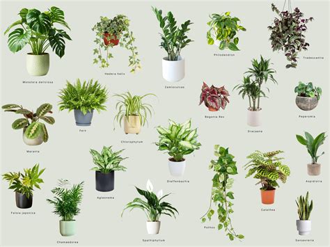 Fotografia: prezimované rastliny v chladnej, svetlej miestnosti