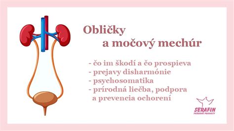 Infografika zobrazujúca hlavné liečivé látky vresu a ich vplyv na močové ústrojenstvo a obličky