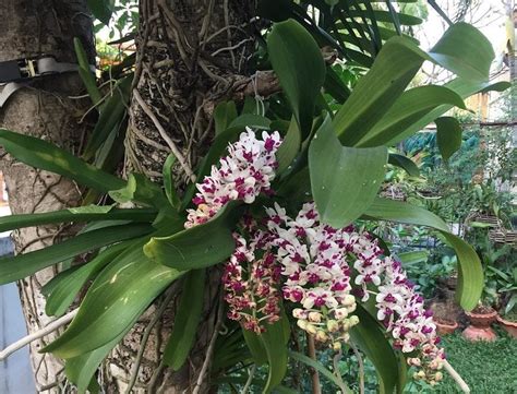 infografika znázorňujúca orchideu v jej prirodzenom prostredí ako epifyt na strome s dôrazom na vzdušné korene