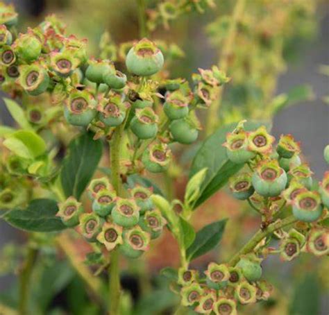 detail listov čučoriedky 'Chandler' na jeseň