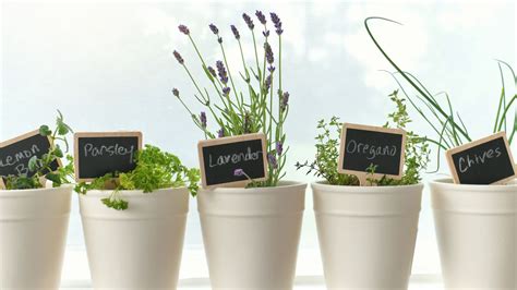 Tematické foto: bylinky v kvetináčoch v kuchyni