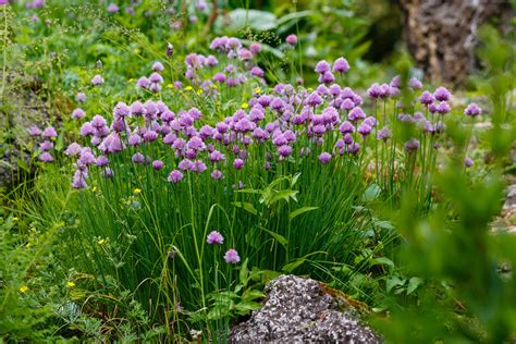 Vizualizácia: rôzne druhy byliniek v terakotových a plastových kvetináčoch na parapete
