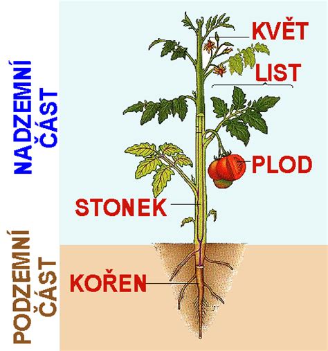 Ilustrácia správneho zaštipnutia vrcholu tekvicovej stonky.