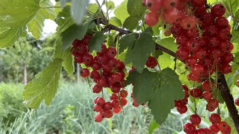 farebné obrázky vošiek na listoch ríbezlí