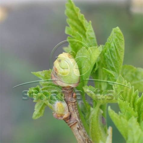 zdurené, guľovité púčiky na konári ríbezle