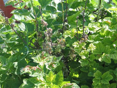 deformované listy na vrcholoch výhonkov ríbezle