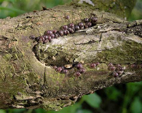 detail puklice slivkovej na konári